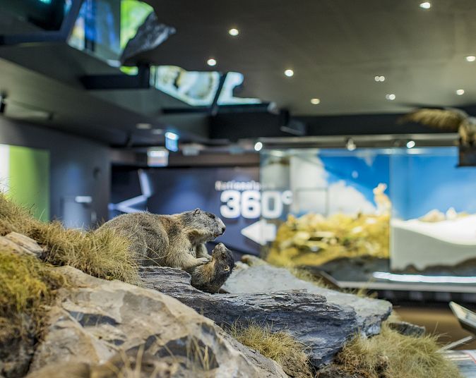 Ein Diorama zeigt zwei Murmeltiere auf Felsen in einer natürlichen Umgebung. Im Hintergrund sind weitere Ausstellungsstücke zu sehen, teilweise unscharf dargestellt.