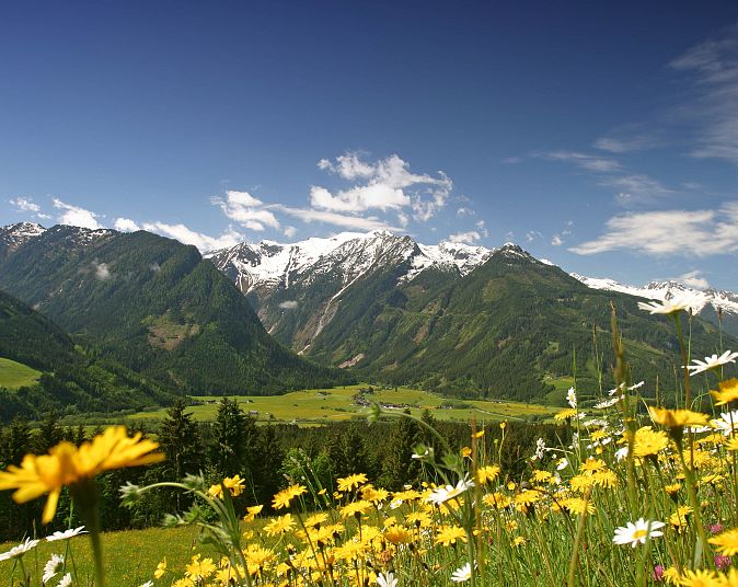 A mountain landscape with snow-capped peaks beneath a blue sky, with yellow and white wildflowers in bloom in the foreground. A green valley stretches out between the mountains.