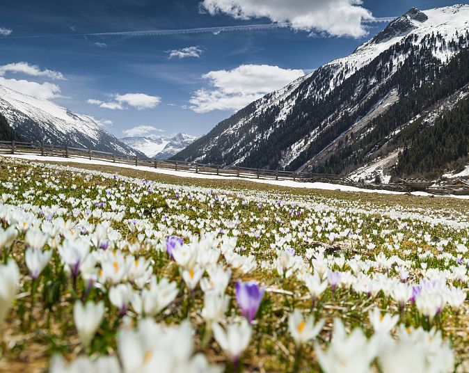 Blühende Wiese mit weißen und lila Krokussen im Vordergrund. Im Hintergrund erheben sich schneebedeckte Berge unter einem klaren blauen Himmel mit leichten Wolken.