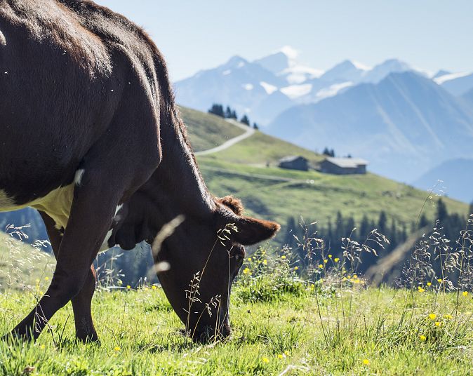 Eine braune Kuh grast auf einer saftig grünen Almwiese vor einer wunderschönen Bergkulisse mit schneebedeckten Gipfeln unter einem klaren blauen Himmel.