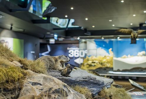 Ein Diorama zeigt zwei Murmeltiere auf Felsen in einer natürlichen Umgebung. Im Hintergrund sind weitere Ausstellungsstücke zu sehen, teilweise unscharf dargestellt.