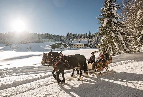 Zwei Pferde ziehen einen Schlitten mit zwei Personen durch eine verschneite Winterlandschaft, umgeben von Tannen und strahlendem Sonnenschein unter klarem blauen Himmel.