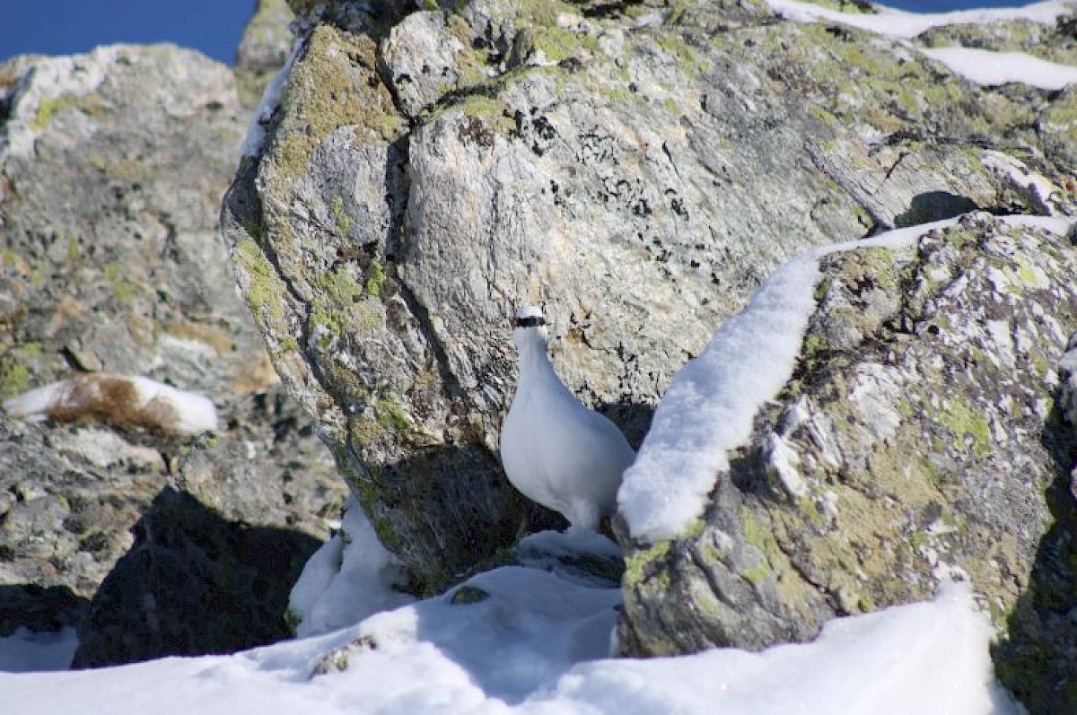 Ein weißes Alpenschneehuhn steht zwischen schneebedeckten Felsen im Hochgebirge, perfekt getarnt im Winterkleid, mit grauen, moosbewachsenen Steinen und blauem Himmel im Hintergrund.