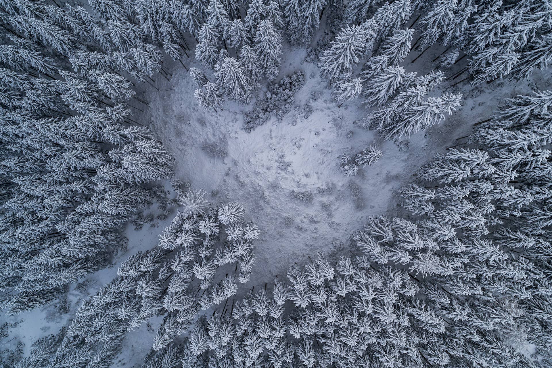 Luftaufnahme eines verschneiten Waldes: dicht stehende, schneebedeckte Nadelbäume umgeben eine kleine, helle Lichtung in winterlicher Berglandschaft.