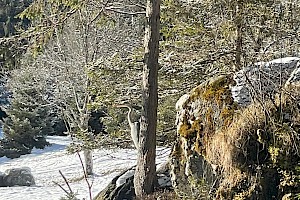 Sonnenbeschienener Waldrand im Winter: ein schlanker Baum steht auf einem moosbewachsenen Felsen, daneben Schnee auf dem Boden, im Hintergrund lichte Bäume und eine ruhige, alpine Waldlandschaft.