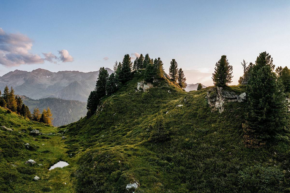 Abendstimmung auf der Wildalm: Sanfte, grüne Berghügel mit Zirbenbäumen und Blick auf die Gipfel der Hohen Tauern – Naturidylle in der Wildkogel-Arena.