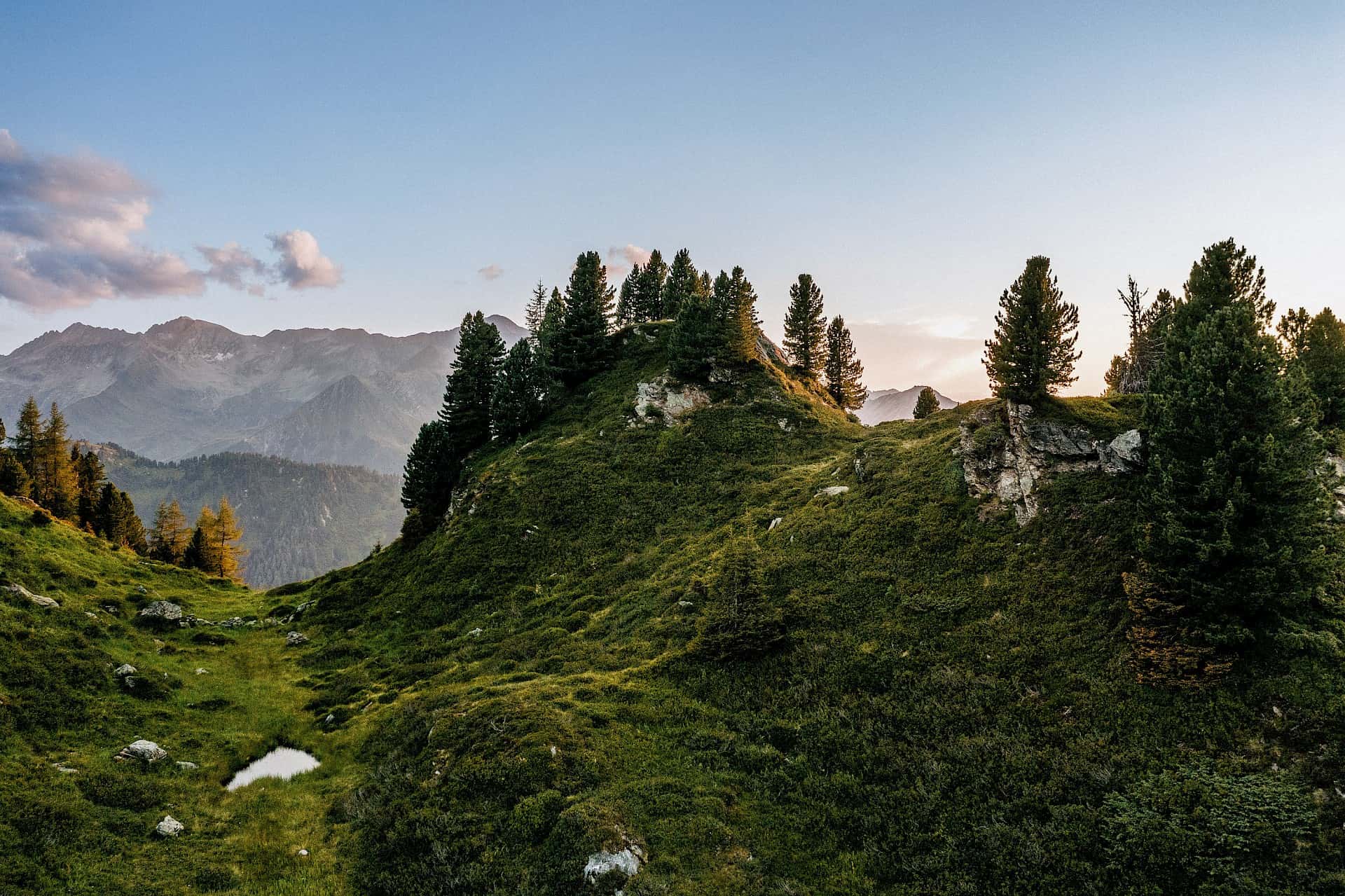 Večerní atmosféra na Wildalm: Mírné zelené kopce s borovicemi limba a výhled na vrcholy Vysokých Taur – přírodní idyla v oblasti Wildkogel.
